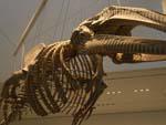 Giant gray whale skeleton at MoMA