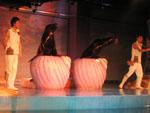 Sea lion show