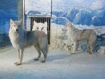 Arctic Wolves