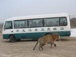 Tiger approaching minivan of tourists