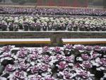 Snow covered purple lettuces