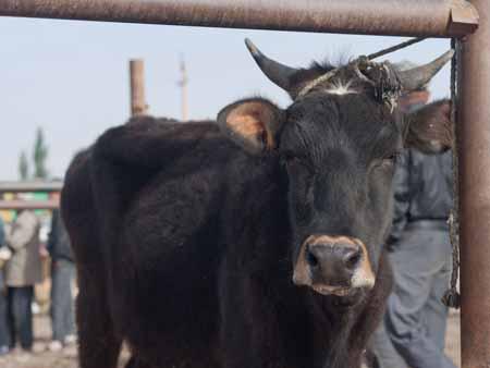 A not so happy bull