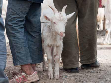 A billy goat between men