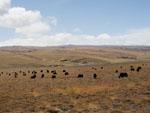 Bright green grasslands scattered with yaks