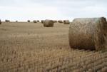 Hay Stacks