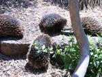 Echidnas