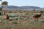 Iron Knob Emus