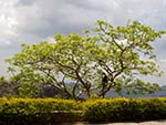 Monkeys in a tree