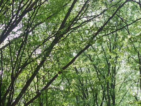 Lush green forest of Nahar Khoran