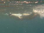 Aqaba - Sonya swimming away