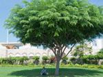 Sonya under a tree outside the Al Alam Palace grounds