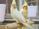 Cockatiels/Weiros at animal souk